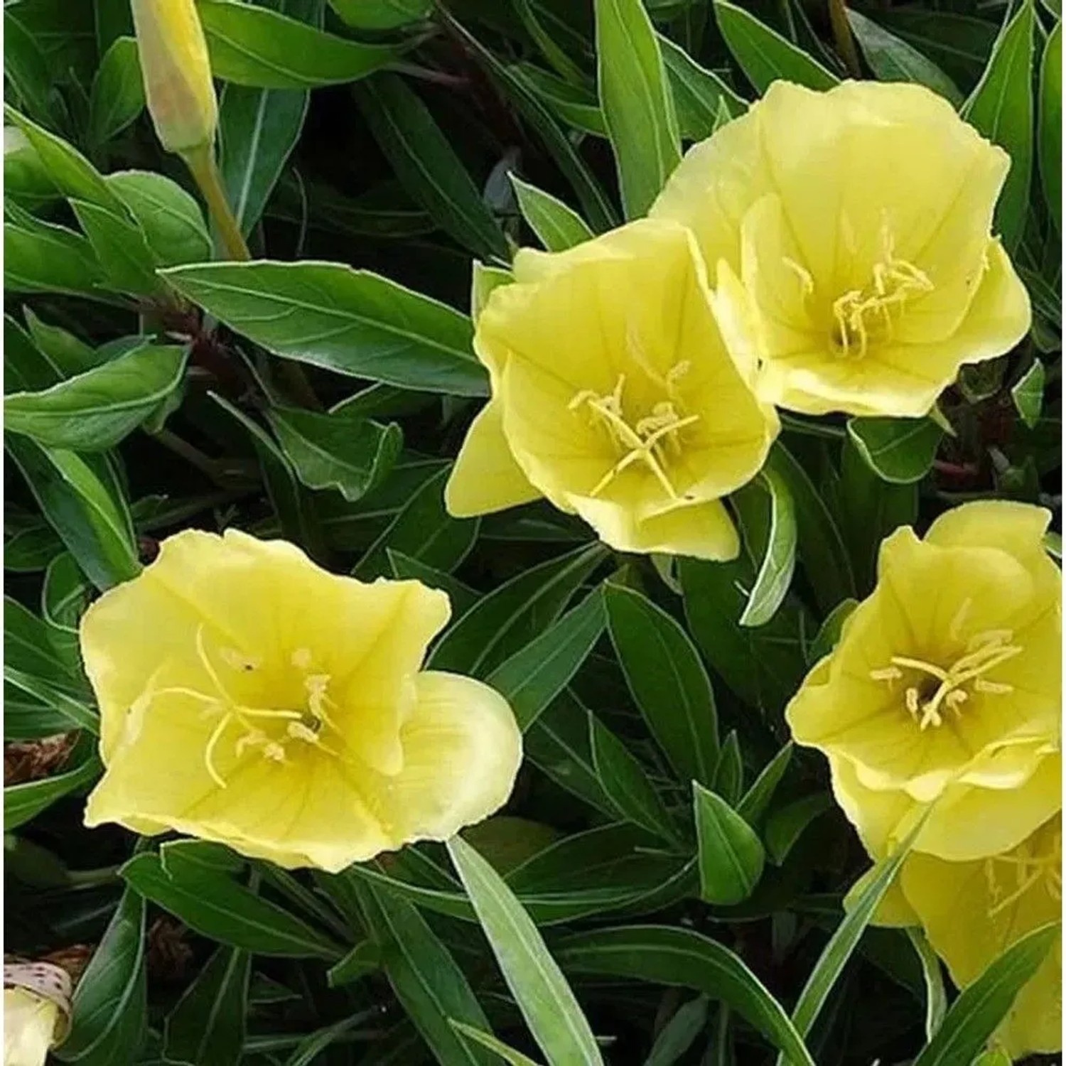 Duftende Nachtkerze Yella Fella - Oenothera pilosella