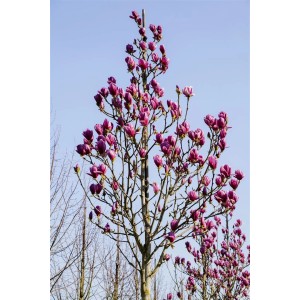 Magnolia 'Black Tulip' mit tiefroten Blütenknospen vor blauem Himmel.