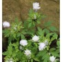 Buschwindröschen Bracteata Pleniflora - Anemone nemorosa