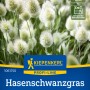 Kiepenkerl Hasenschwanzgras 'Bunny Tails' im Detail: Ziergras mit flauschigen, weißen Blüten.