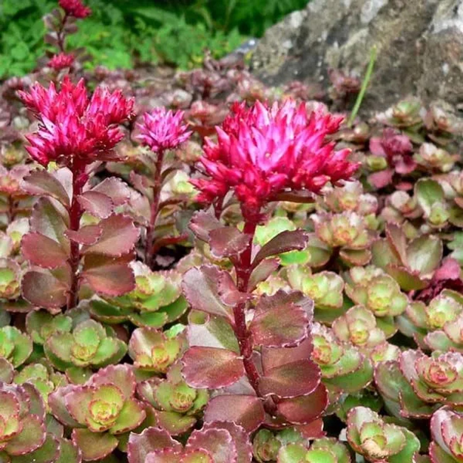 arborix 6 X Teppich-Fettblatt 'Purpurteppich' Sedum Spurium Topf 9cm Schmetterlingspflanze