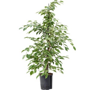 Birkenfeige Golden King im Topf, ca. 130-145 cm hoch, mit grün-weißen Blättern.