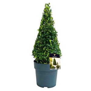 Grüne Buchsbaum Pyramide im Topf, ca. 40-50 cm hoch, ideal für Garten, Terrasse oder Balkon.