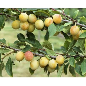 Mirabelle Von Nancy Pflaume am Zweig mit reifen, gelben Früchten und grünen Blättern.