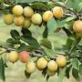 Mirabelle Von Nancy Pflaume am Zweig mit reifen, gelben Früchten und grünen Blättern.