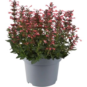 Agastache Summerlong Coral Staude in grauem Topf mit leuchtend korallenroten Blüten und grünen Blättern.