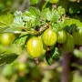 Nahaufnahme: Gelbe Stachelbeeren (Ribes uva-crispa) am Strauch mit grünen Blättern.