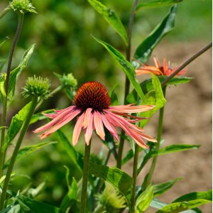 Sonnenhut Lakota Orange (Echinacea cultorum) mit orangeroten Blütenblättern im Garten.