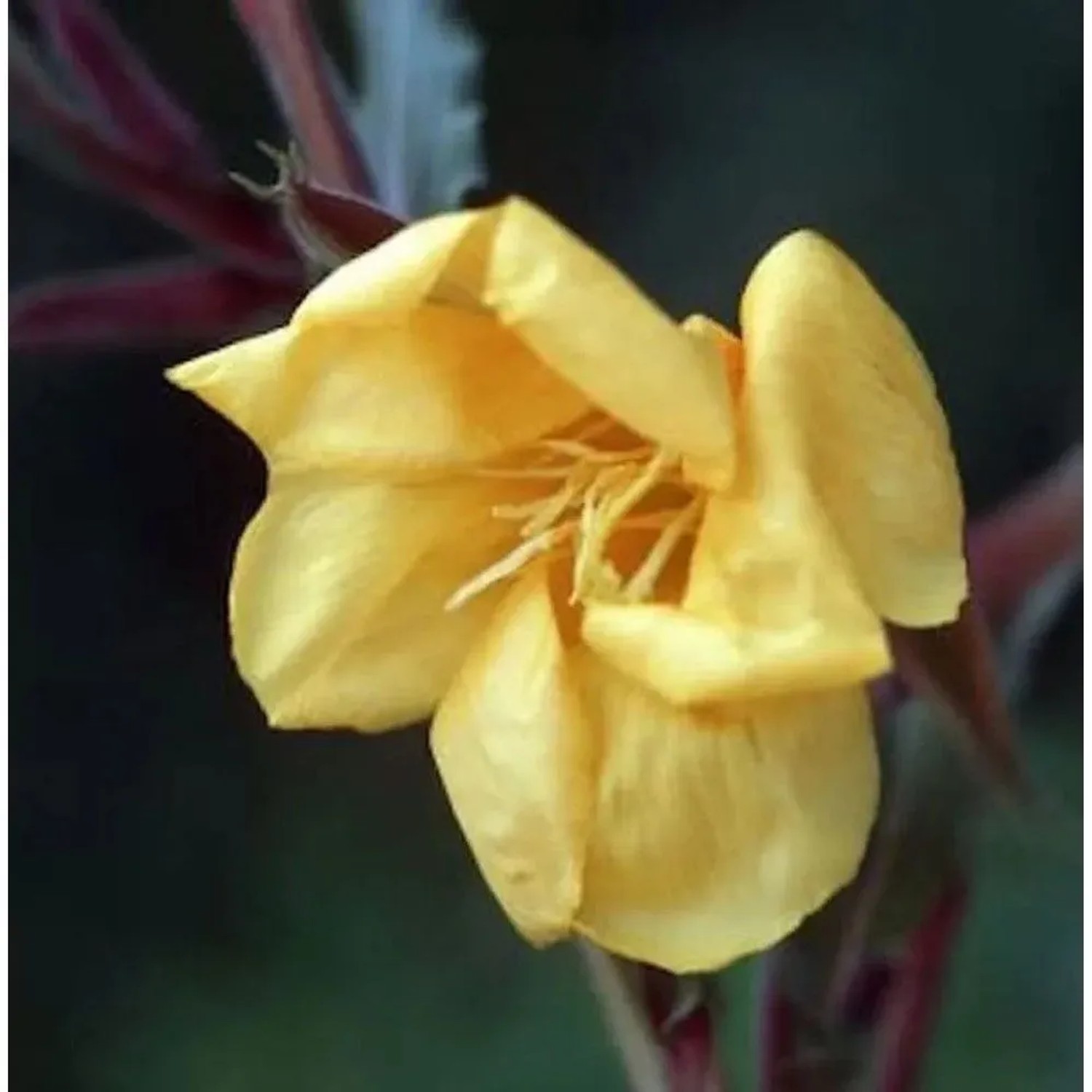Duftende Nachtkerze - Oenothera odorata