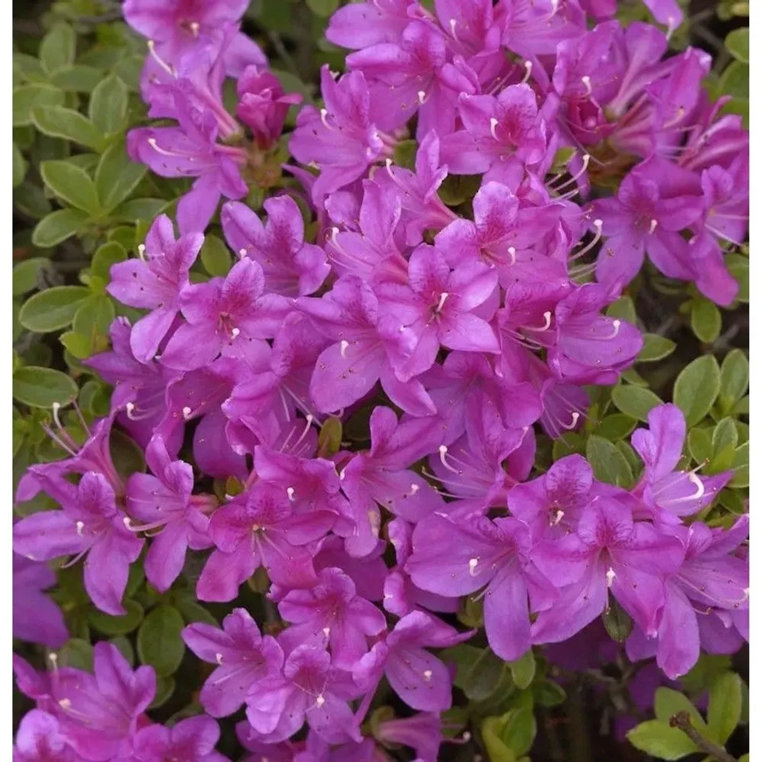 Japanische Azalee Diamant Himmelblau 15-20cm - Rhododendron obtusum - Alpenrose