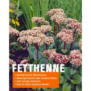 Fetthenne (Sedum) im Topf, eine robuste Staude mit rosa Blüten für sonnige Standorte.