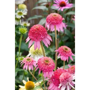 Pinkfarbener, gefüllter Sonnenhut (Echinacea Purpurea Pink Double Delight) im Topf.