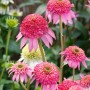 Pinkfarbener, gefüllter Sonnenhut (Echinacea Purpurea Pink Double Delight) im Topf.