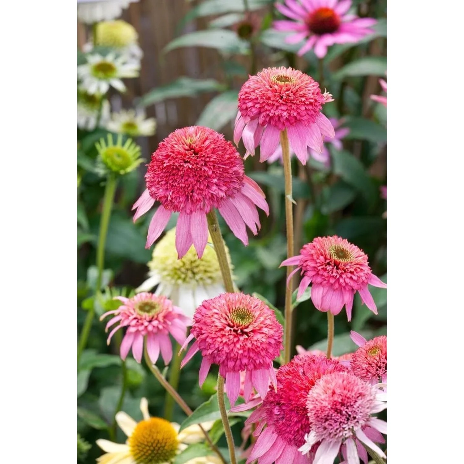 Pinkfarbener, gefüllter Sonnenhut (Echinacea Purpurea Pink Double Delight) im Topf.