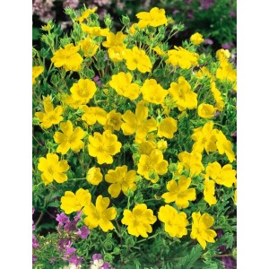 Gelb blühender Potentilla Recta Fingerstrauch im 9x9 cm Topf.