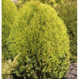 Gelber Zwerglebensbaum (Thuja occidentalis), 30-40 cm, kegelförmig, für Garten & Beet.