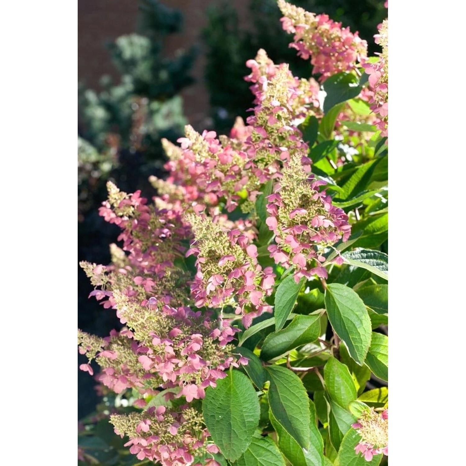Hydrangea Paniculata Rispenhortensie Pink Lady 100-125 cm günstig online kaufen