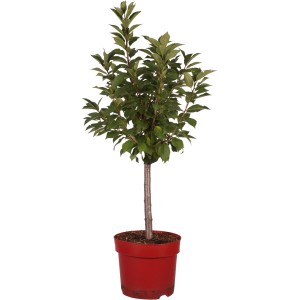 Zwergkirsche "Scharö" sauer Höhe ca. 45 cm Topf ca. 7,5 l Prunus cerasus