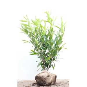 Kirschlorbeer 'Caucasica', 100-125 cm, als Heckenpflanze mit dichtem, grünem Blattwerk.