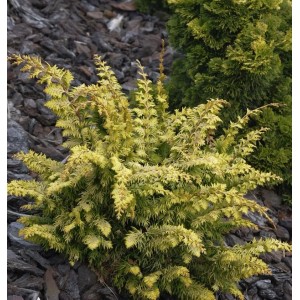 Gelbe Hinoki Zypresse 'Fernspray Gold', 20-25 cm, Strauch für den Garten.