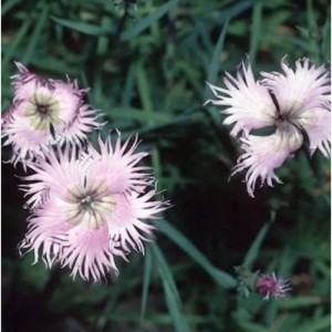 Nahaufnahme der zarten, rosa Montpellier Nelke (Dianthus monspessulanus).