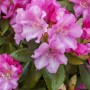 Nahaufnahme des Rhododendron Yakushimanum Blurettia mit rosa Blüten und grünen Blättern.