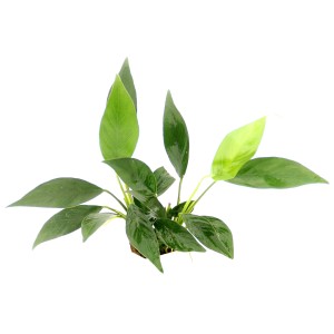 Dennerle Aquariumpflanze Anubias barteri var. Glabra mit grünen Blättern.