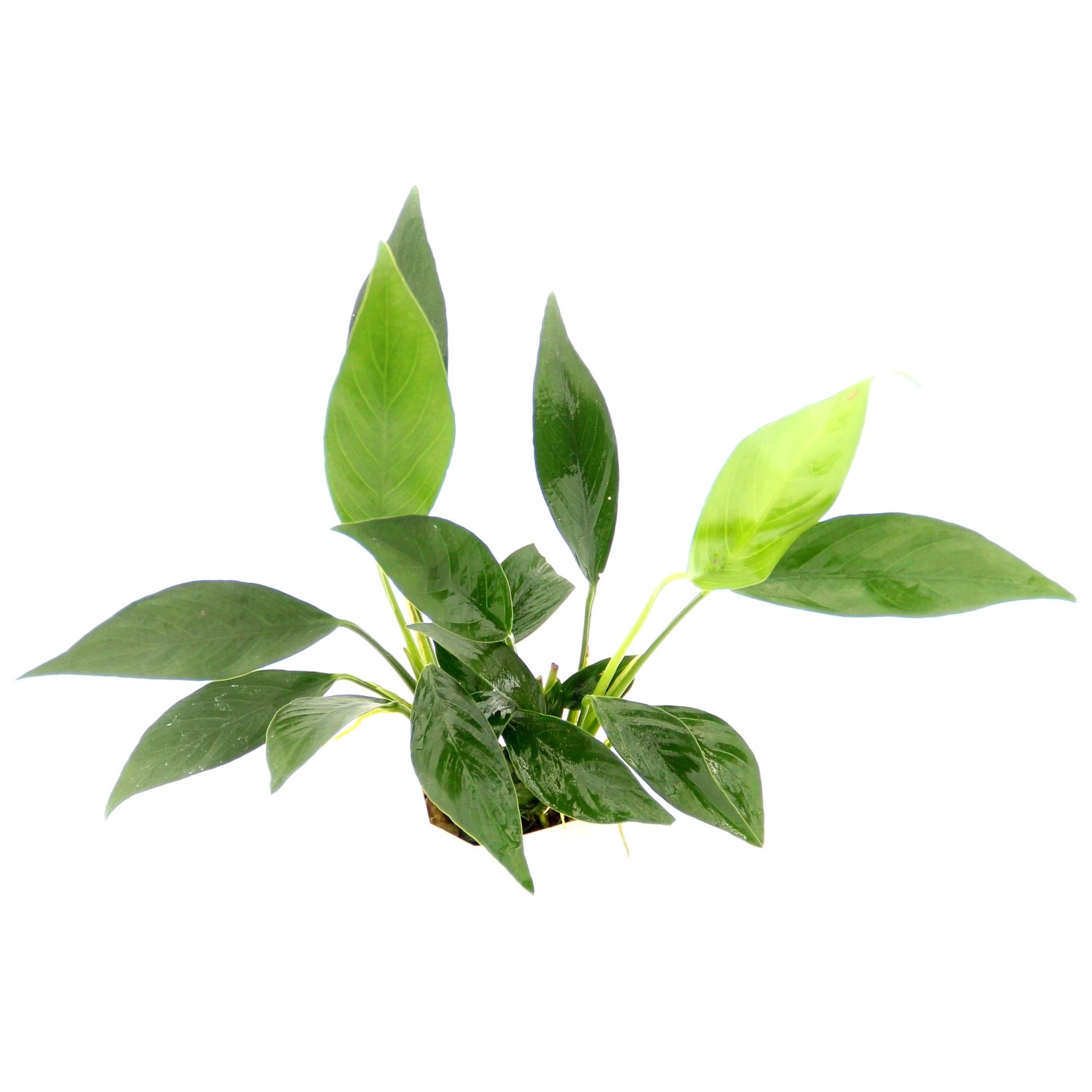 Dennerle Aquariumpflanze Anubias barteri var. Glabra