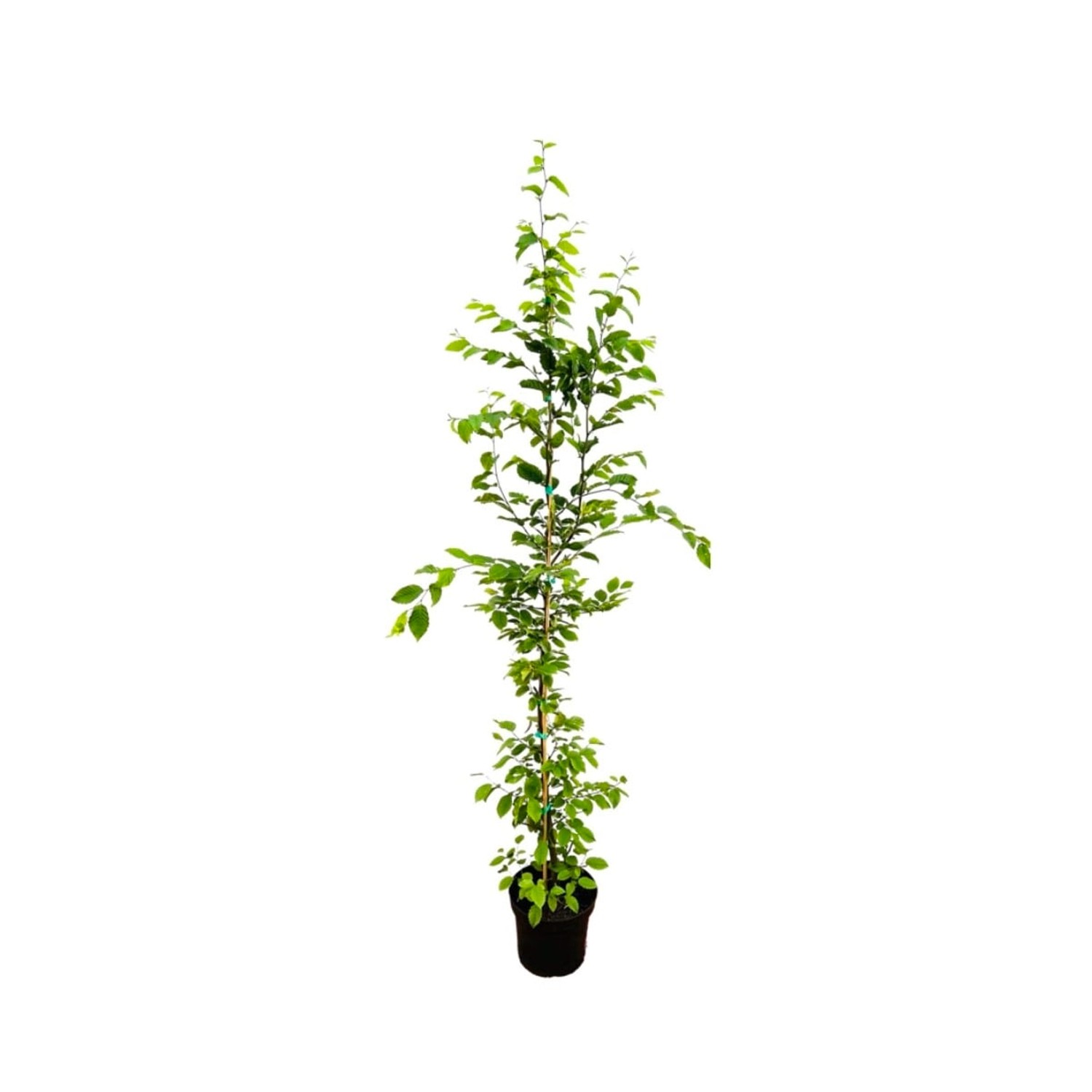 Carpinus betulus 150-175 cm günstig online kaufen