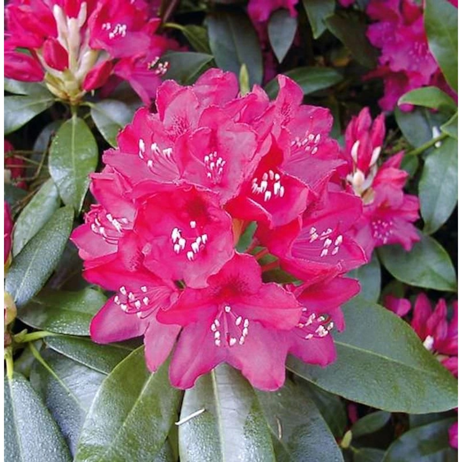 INKARHO - Großblumige Rhododendron Nova Zembla 30-40cm - Alpenrose günstig online kaufen