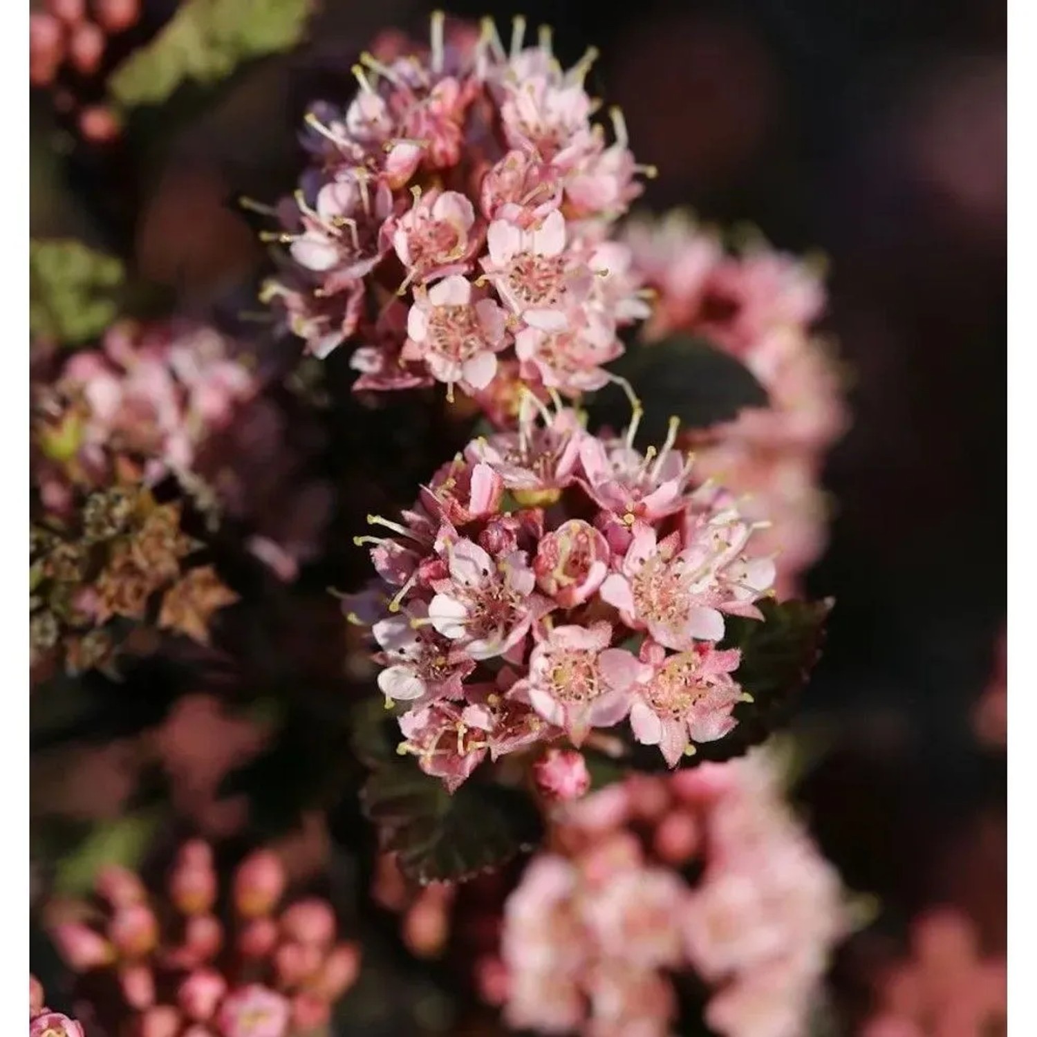 Blasenspiere Tiny Wine 30-40cm - Physocarpus opulifolius
