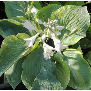 Grünblättrige Funkie Wide Brim (Hosta sieboldiana) mit weißen Blüten.