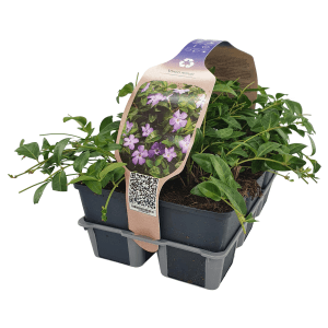 6er-Pack kleinblättriges Immergrün 'Blau' im Topf, Vinca minor, Bodendecker mit blauen Blüten.