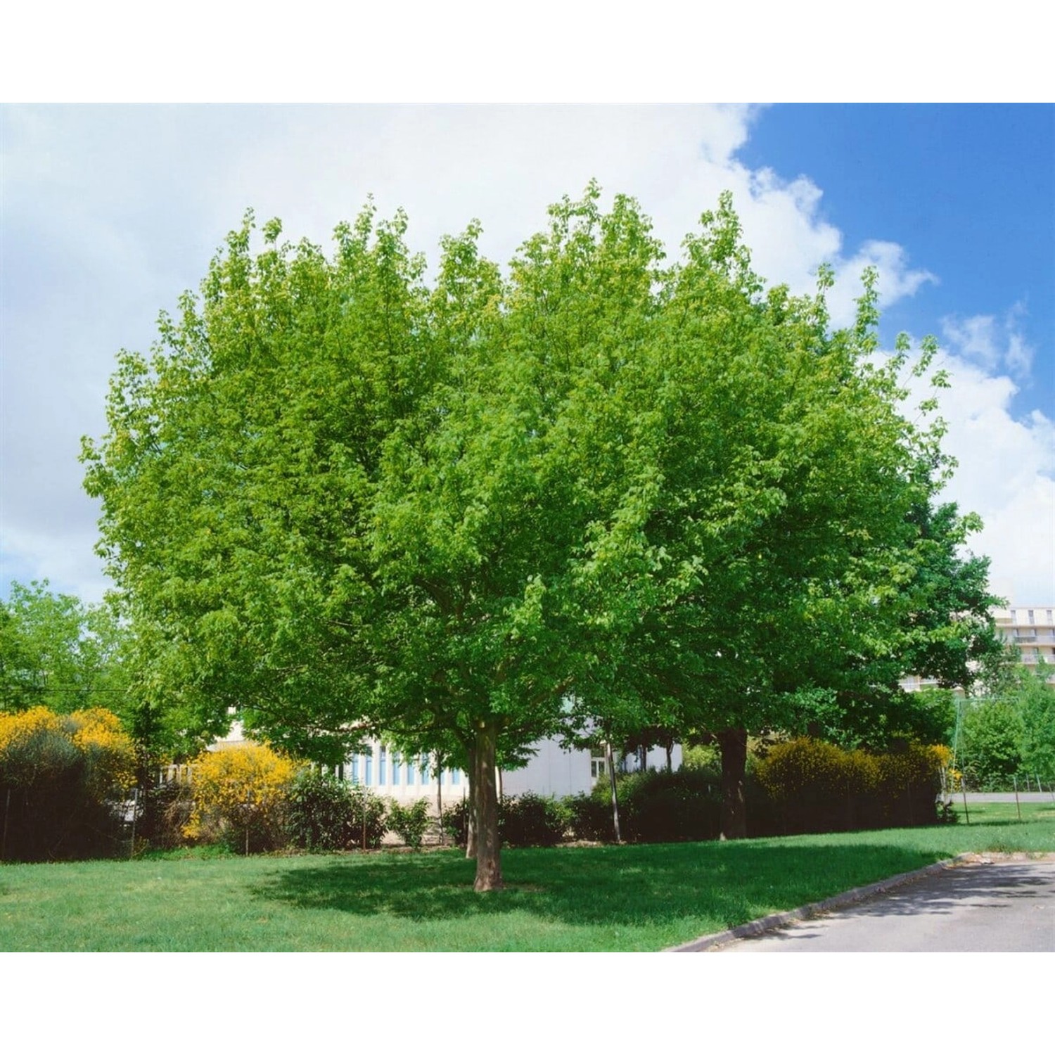 Acer Negundo Eschen-Ahorn 100–125 cm günstig online kaufen