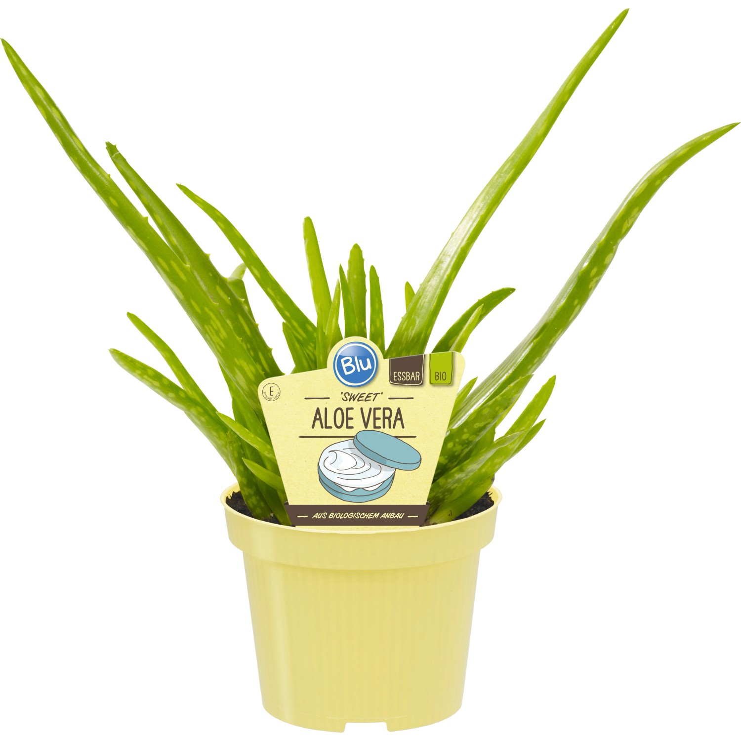 Blu Echte Aloe Vera Topf-Ø ca. 12 cm