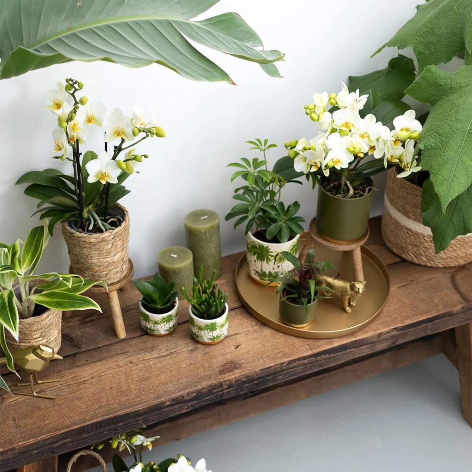 Kolibri Greens Sukkulente Crassula Hobbit im 9cm Topf, grüne Zimmerpflanze.