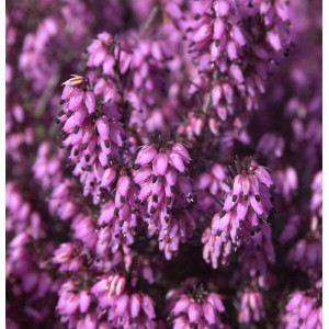 Nahaufnahme der rosa blühenden Winterheide 'Wintersonne' (Erica carnea).