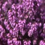 Nahaufnahme der rosa blühenden Winterheide 'Wintersonne' (Erica carnea).