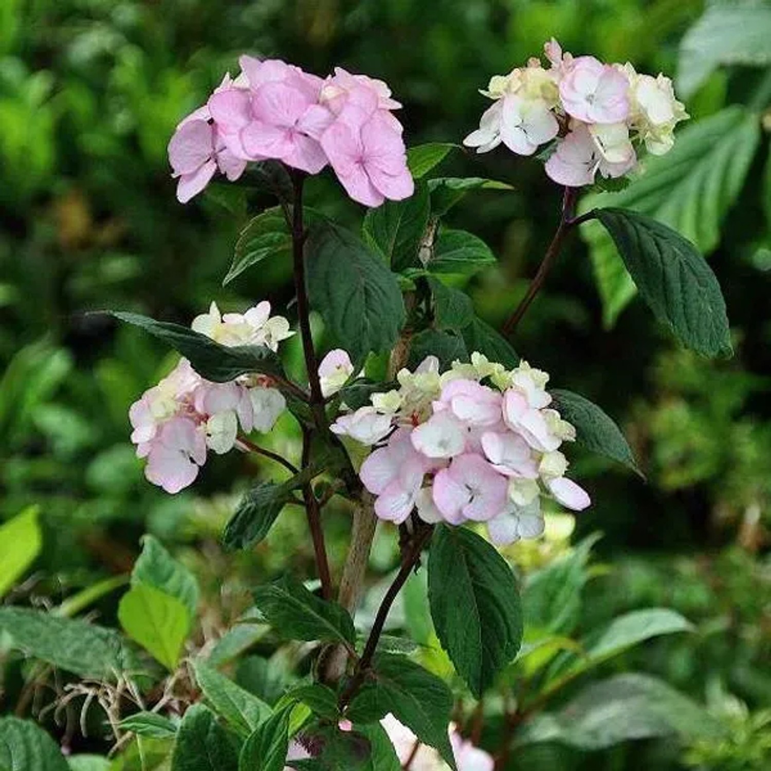 Tellerhortensie 'Preziosa' Hydrangea serrata 25 bis 30 cm im Container Blütendolden