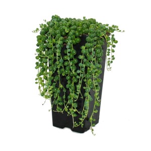 Exotenherz Erbse 'Senecio Rowleyanus' im 14cm Topf. Rankende Zimmerpflanze mit kugeligen Blättern.