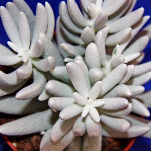 Nahaufnahme: Exotenherz Senecio Haworthii, eine weiße, behaarte Sukkulente im 10,5cm Topf.