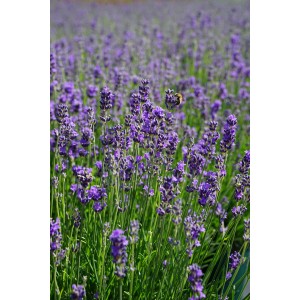 Blühender Lavendel Munstead Violett mit einer Biene in Nahaufnahme.