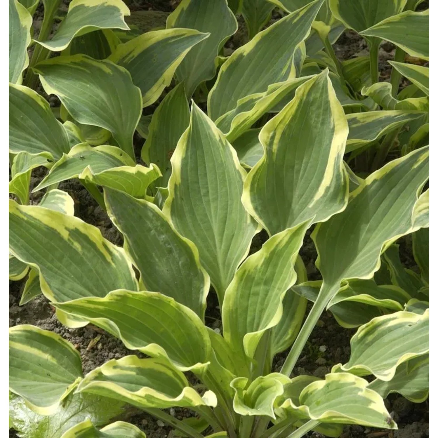 Funkie Autumn Queen Josephine - großer Topf - Hosta cultorum