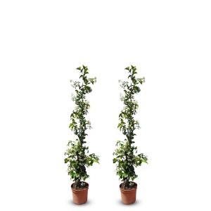 2 Toskanischer Jasmin Pflanzen im Topf, ca. 120cm hoch, mit weißen Blüten. Winterharte Kletterpflanze.