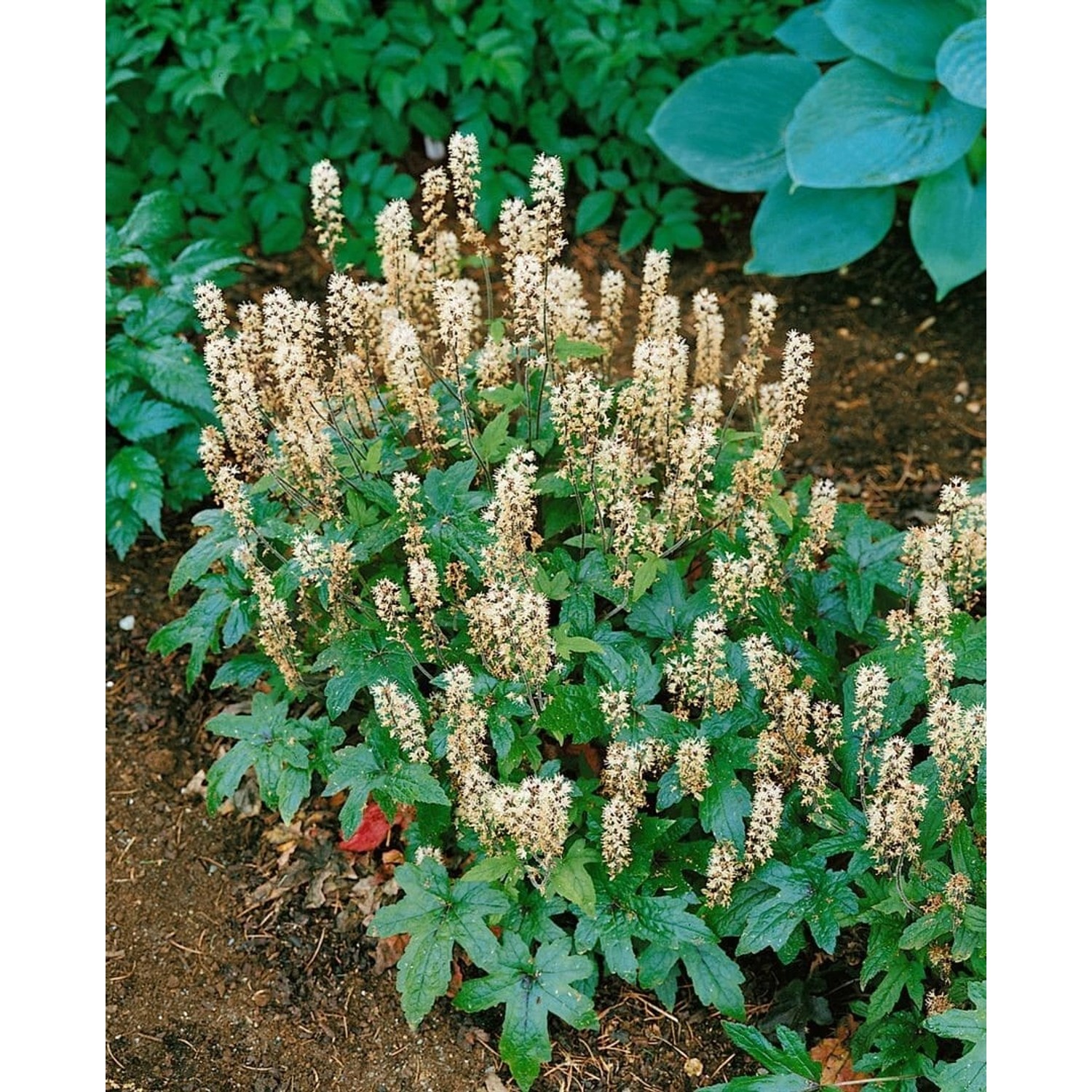 Tiarella Laciniata Pink Bouquet Schaumblüte Ca. 9x9 cm Topf günstig online kaufen