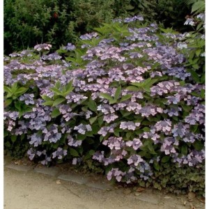 Teller Hortensie Koreana 40-60cm - Hydrangea serrata