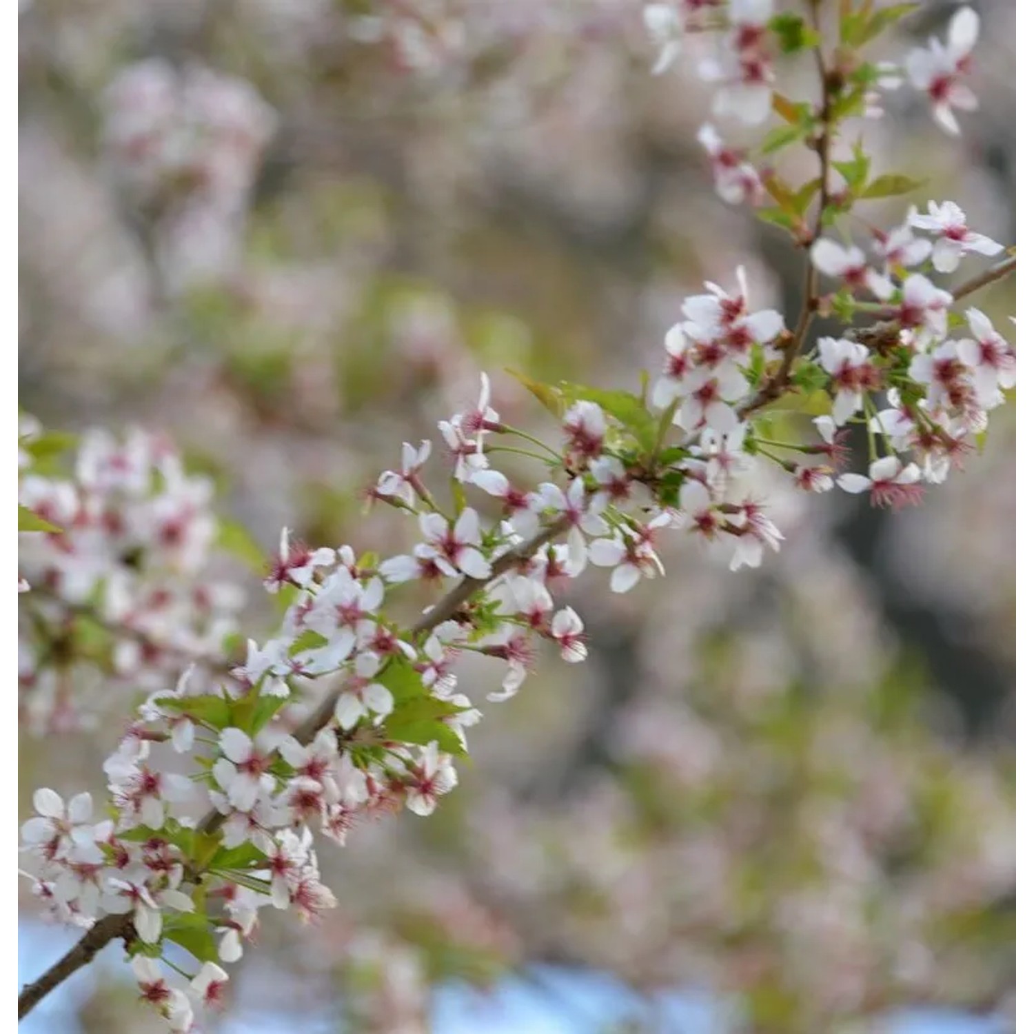 Hochstamm Geschlitzte Kirsche Mikinori 80-100cm - Prunus incisa