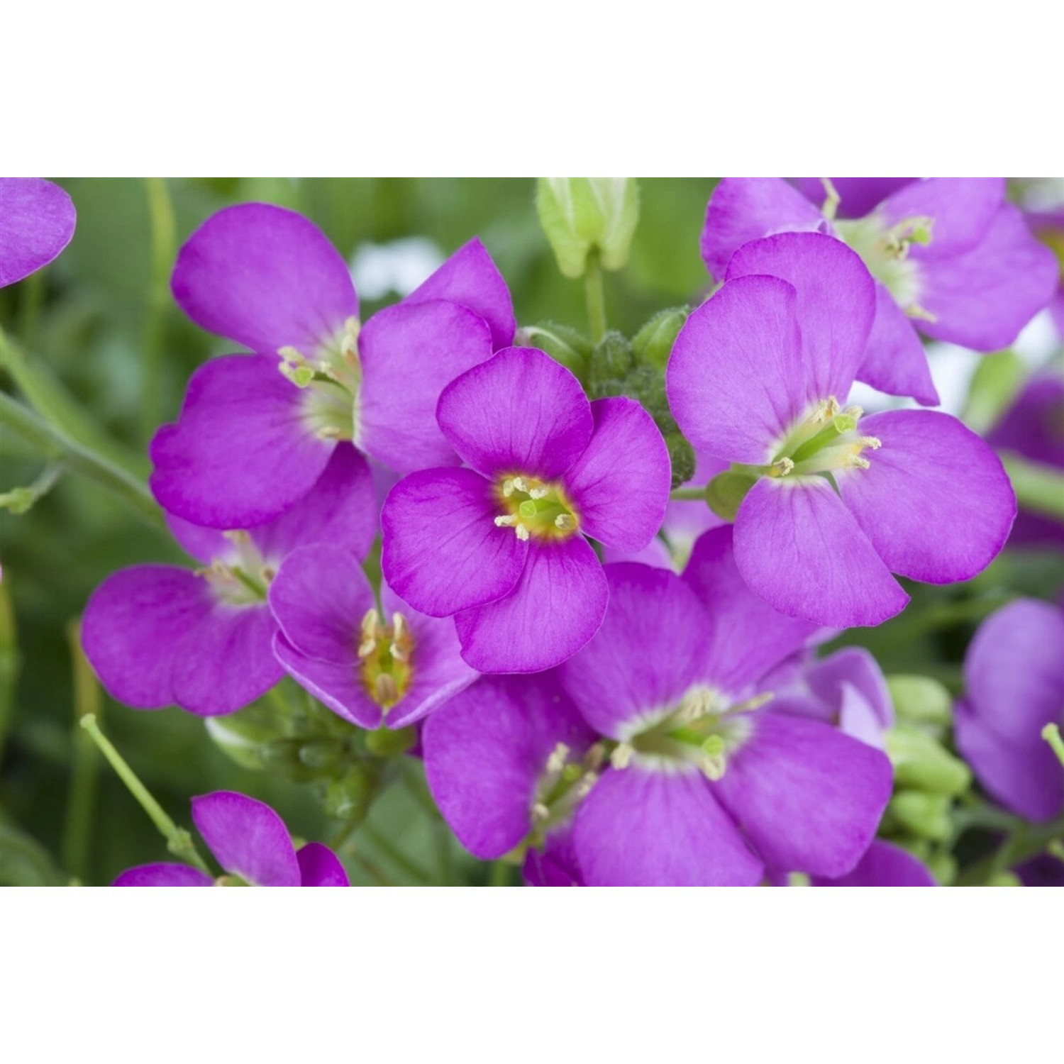 Arabis X Arendsii Compinkie Gänsekresse Rosa Ca. 9x9 cm Topf günstig online kaufen