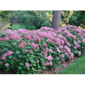 Üppige, pinke Ballhortensie 'Pink Annabelle' im Gartenbeet. Strauchhortensie mit leuchtenden Blütenbällen.