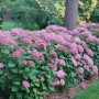 Üppige, pinke Ballhortensie 'Pink Annabelle' im Gartenbeet. Strauchhortensie mit leuchtenden Blütenbällen.